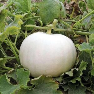 Beyaz bal kabağı tohumu casper pumpkin
