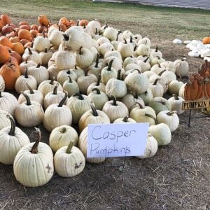 Beyaz bal kabağı tohumu casper pumpkin