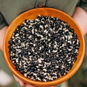 Tohono O'odham Atalık tepary börülce tohumu oturak