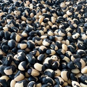 Tohono O'odham Atalık tepary fasulyesi tohumu oturak