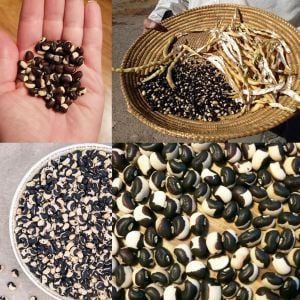 Tohono O'odham Atalık tepary börülce tohumu oturak