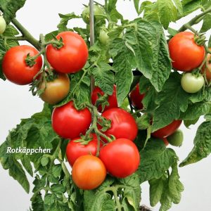 Kırmızı Başlıklı Kız saksı domates tohumu rotkappchen tomato