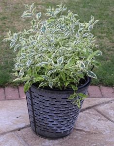 Butterfly Gold alaca kelebek çalısı buddleja davidii çift renk