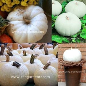 Beyaz bal kabağı tohumu casper pumpkin