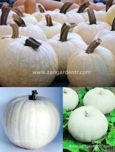 Beyaz bal kabağı tohumu casper pumpkin