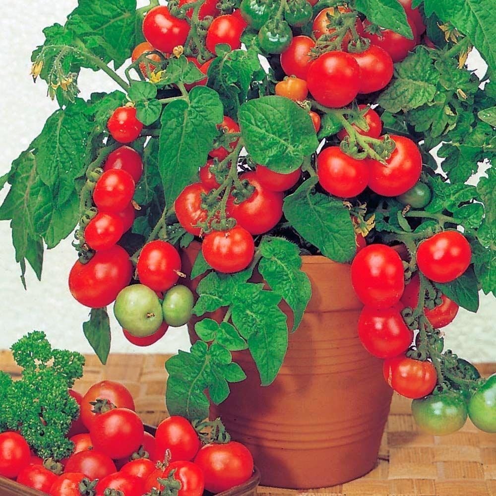 Kırmızı Başlıklı Kız saksı domates tohumu rotkappchen tomato