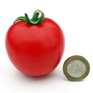 Kırmızı Başlıklı Kız saksı domates tohumu rotkappchen tomato