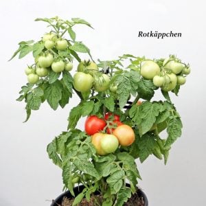 Kırmızı Başlıklı Kız saksı domates tohumu rotkappchen tomato