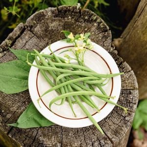 Pirinç fasulyesi tohumu hungarian rice bean oturak tip