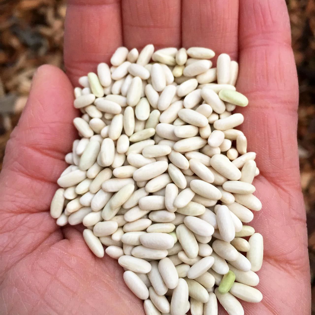 Pirinç fasulyesi tohumu hungarian rice bean oturak tip