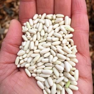 Pirinç fasulyesi tohumu hungarian rice bean oturak tip