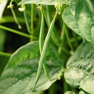 Pirinç fasulyesi tohumu hungarian rice bean oturak tip