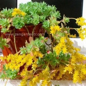 Sedum palmeri sarkan rozet sukulent