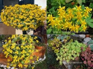 Sedum palmeri sarkan rozet sukulent