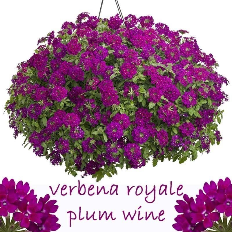 Mürdüm sarkan mine fidesi verbena vectura royal plum