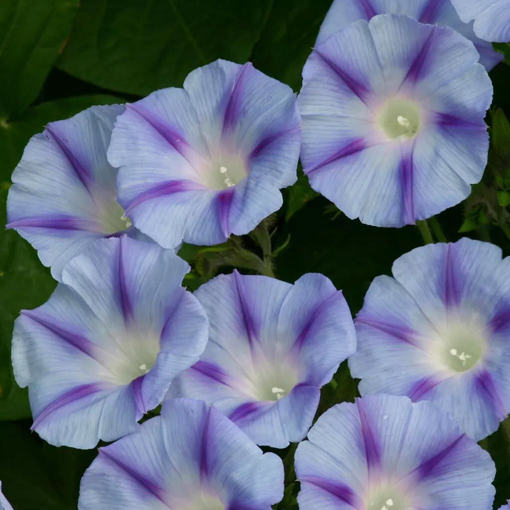 Mavi çizgili gündüz sefası tohumu ipomoea purpurea