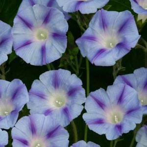 Mavi çizgili gündüz sefası tohumu ipomoea purpurea