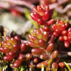 Kırmızı sedum album dam koruğu