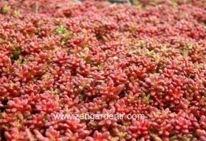 Kırmızı sedum album dam koruğu