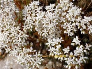 Kırmızı sedum album dam koruğu