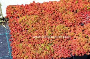 Kırmızı sedum album dam koruğu