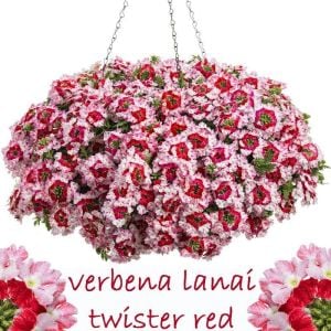 3 renkli sarkan mine fidesi verbena lanai twister red