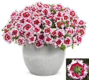 3 renkli sarkan mine fidesi verbena lanai twister red