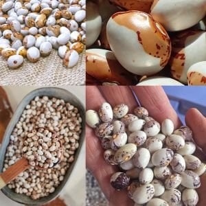 Kahverengi Tuvagliedda Atalık fasulye tohumu sırık tip