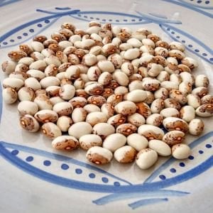 Kahverengi Tuvagliedda Atalık fasulye tohumu sırık tip
