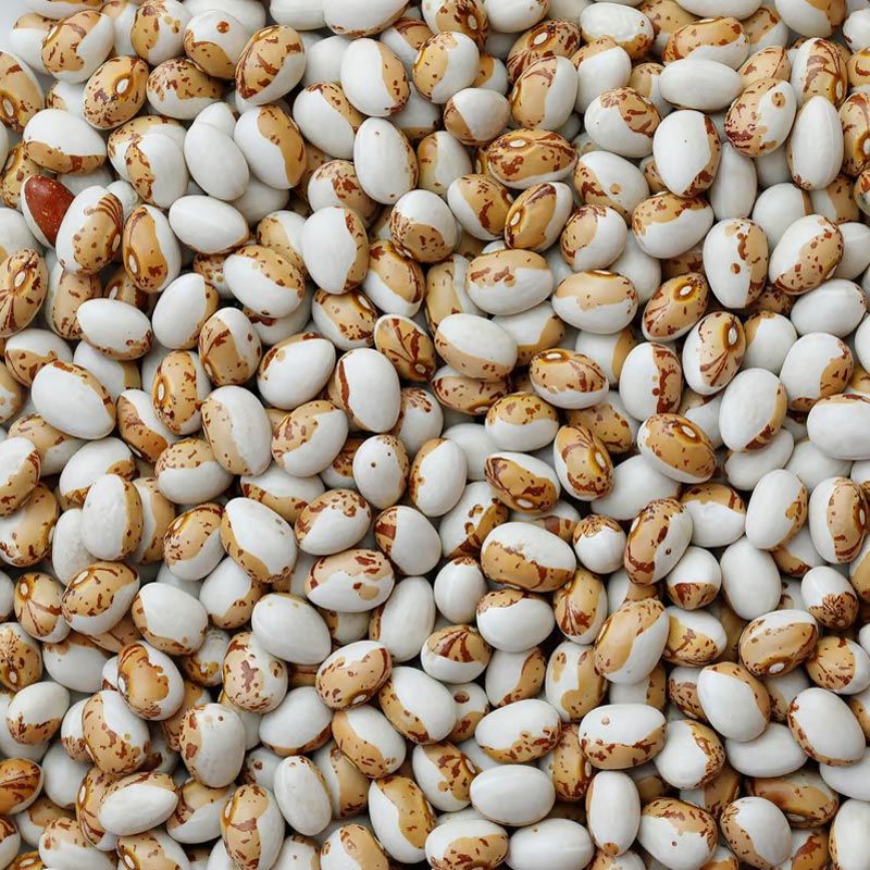 Kahverengi Tuvagliedda Atalık fasulye tohumu sırık tip