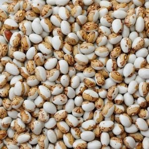 Kahverengi Tuvagliedda Atalık fasulye tohumu sırık tip