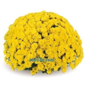Sarı kasımpatı fidesi multiflora branjade yellow chrysanthemum
