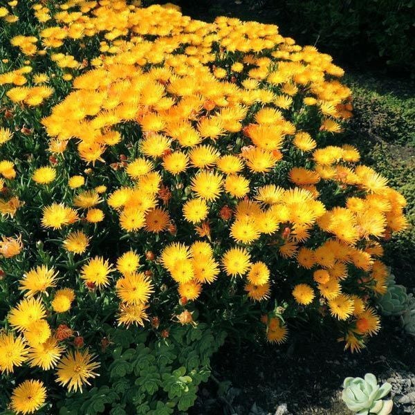 Damat mendili çiçeği fidesi lampranthus aurantiacus sarı çiçekli 3 jumbo fide