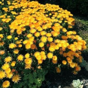 Damat mendili çiçeği fidesi lampranthus aurantiacus sarı çiçekli 3 jumbo fide