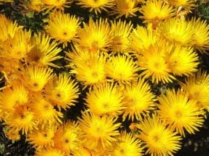 Damat mendili çiçeği fidesi lampranthus aurantiacus sarı çiçekli 3 jumbo fide