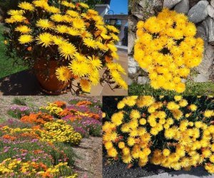 Damat mendili çiçeği fidesi lampranthus aurantiacus sarı çiçekli 3 jumbo fide