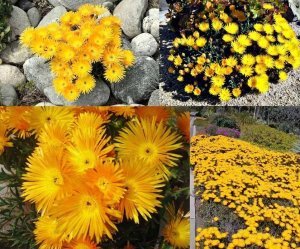 Damat mendili çiçeği fidesi lampranthus aurantiacus sarı çiçekli 3 jumbo fide