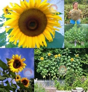 Dev titan ayçiçek tohumu atalık giant sunflower titan