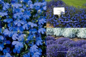 Kobalt mavi lobelya tohumu lobelia cobalt blue