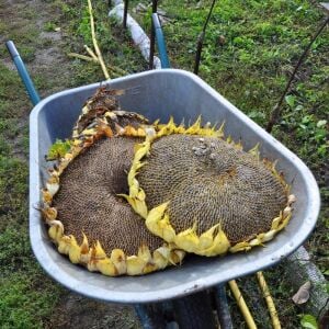 Dev titan ayçiçek tohumu atalık giant sunflower titan