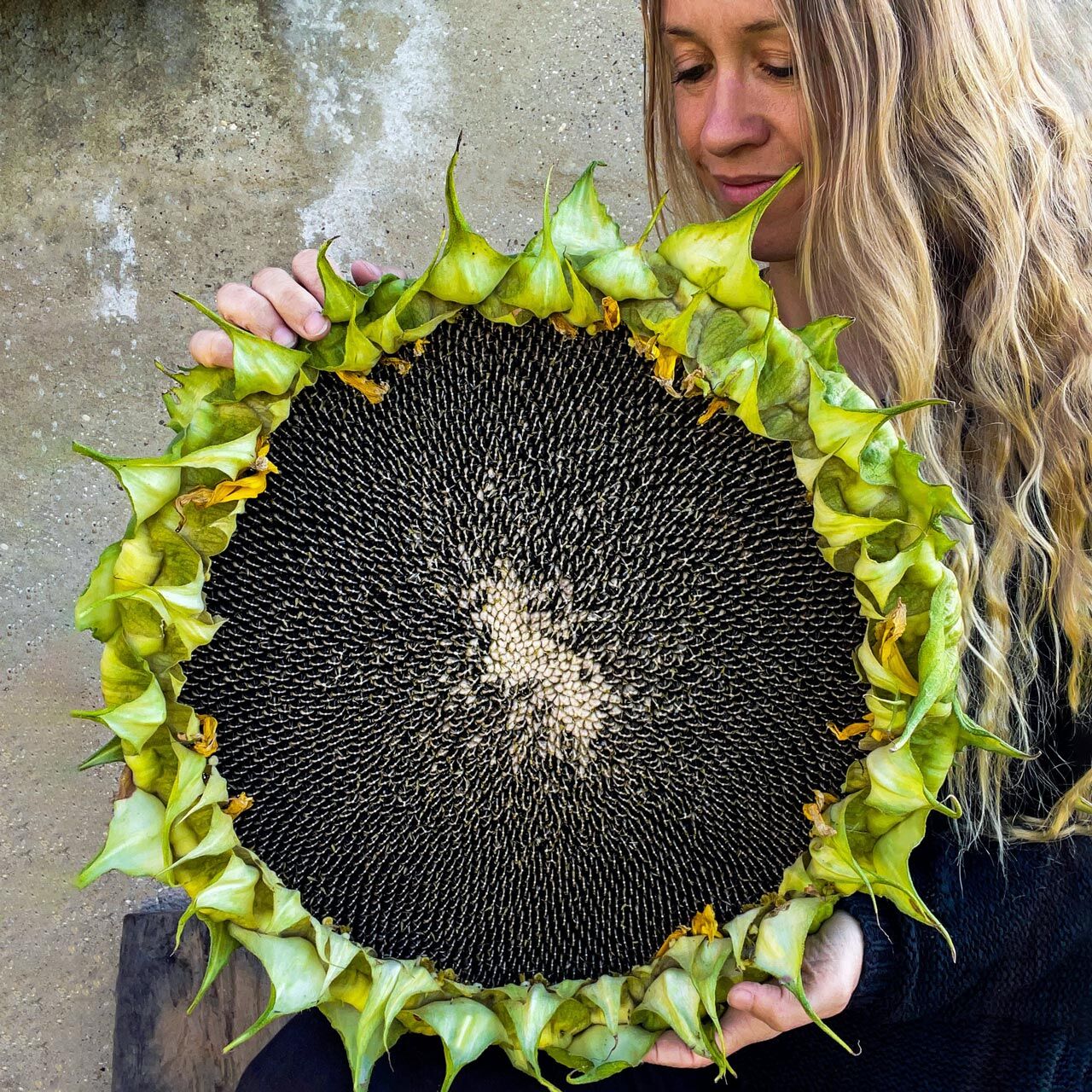 Dev titan ayçiçek tohumu atalık giant sunflower titan
