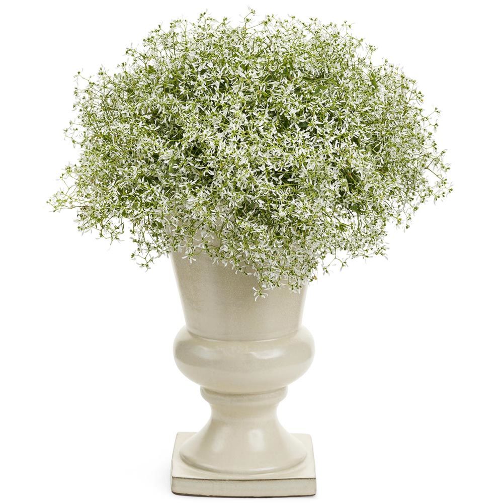 Yıldız tozu çiçeği fidesi sarkan saksı euphorbia chamaesyce hypericifolia