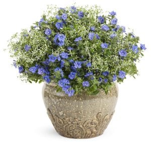 Yıldız tozu çiçeği fidesi sarkan saksı euphorbia chamaesyce hypericifolia