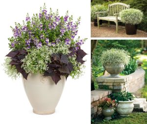 Yıldız tozu çiçeği fidesi sarkan saksı euphorbia chamaesyce hypericifolia