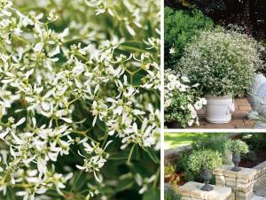 Yıldız tozu çiçeği fidesi sarkan saksı euphorbia chamaesyce hypericifolia