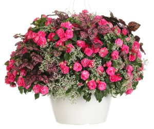Yıldız tozu çiçeği fidesi sarkan saksı euphorbia chamaesyce hypericifolia