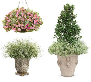 Yıldız tozu çiçeği fidesi sarkan saksı euphorbia chamaesyce hypericifolia