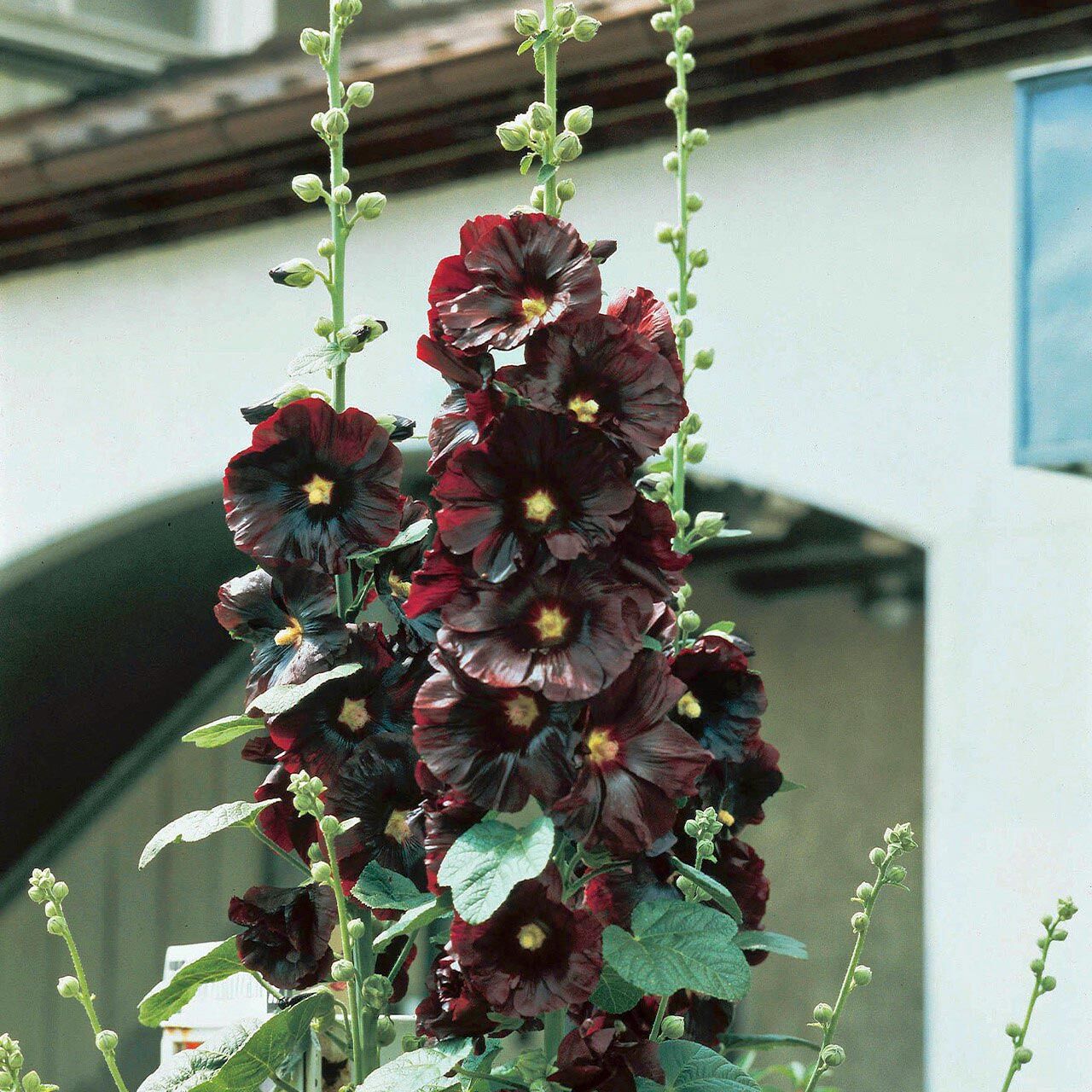 Siyah gülhatmi tohumu hollyhock alcea rosea nigra