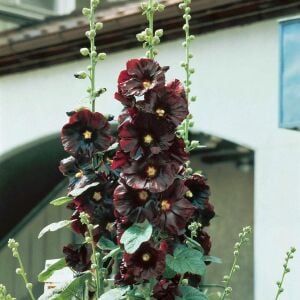 Siyah gülhatmi tohumu hollyhock alcea rosea nigra
