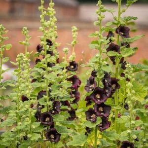 Siyah gülhatmi tohumu hollyhock alcea rosea nigra